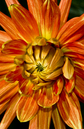 Blumen-4: 457x700, 256kB