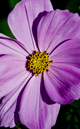 Blumen-4: 435x700, 190kB