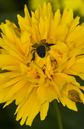 Blumen-4: 454x699, 136kB