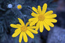 Blumen und_Blueten: 800x533, 162kB