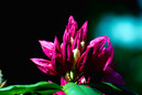 Blumen und_Blueten: 800x533, 144kB