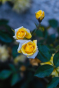 Blumen und_Blueten: 466x699, 104kB