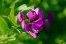 Blumen und_Blueten: 800x533, 144kB