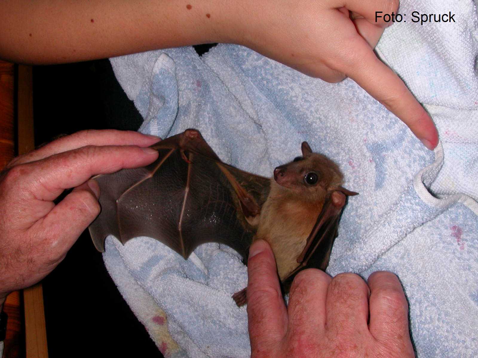 Egyptian fruit bat, photograph:Spruck