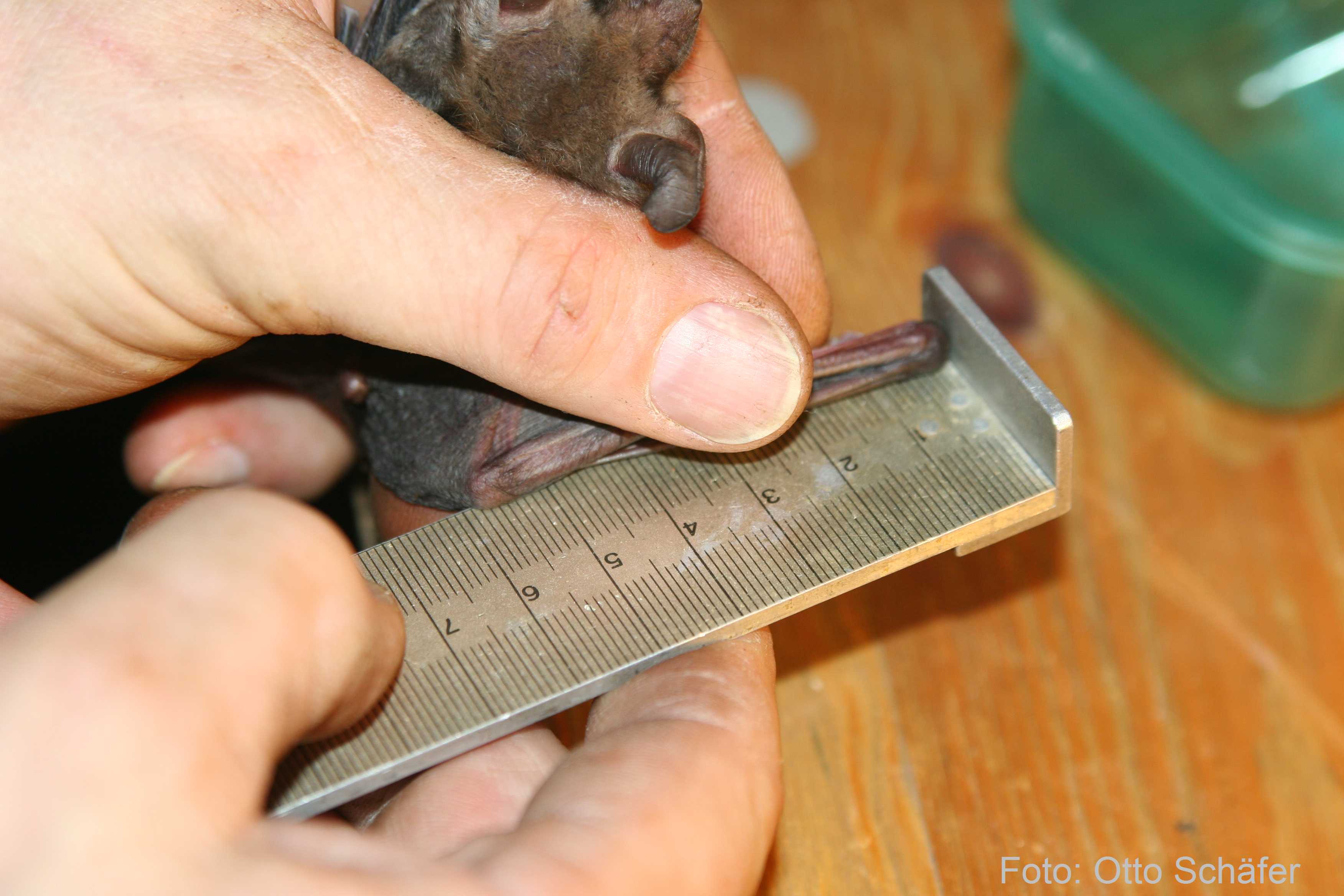 greater mouse-eared bat, Niederzeuzheim, photograph:Otto Schäfer