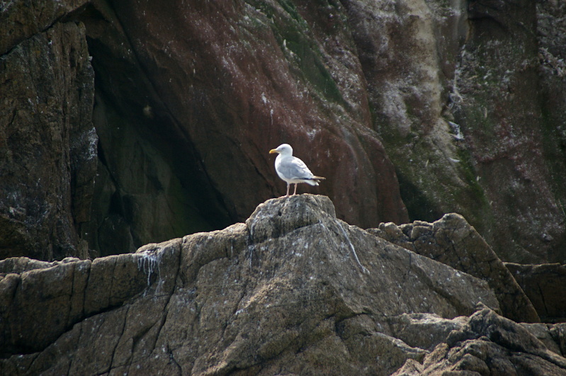 Réserve Naturelle des Sept-Îles, August 2010 (6/52) (Image 6/52)