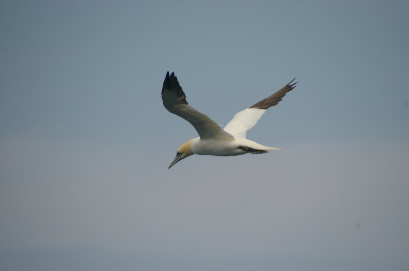 Réserve Naturelle des Sept-Îles, August 2010 (17/52) (Image 17/52)