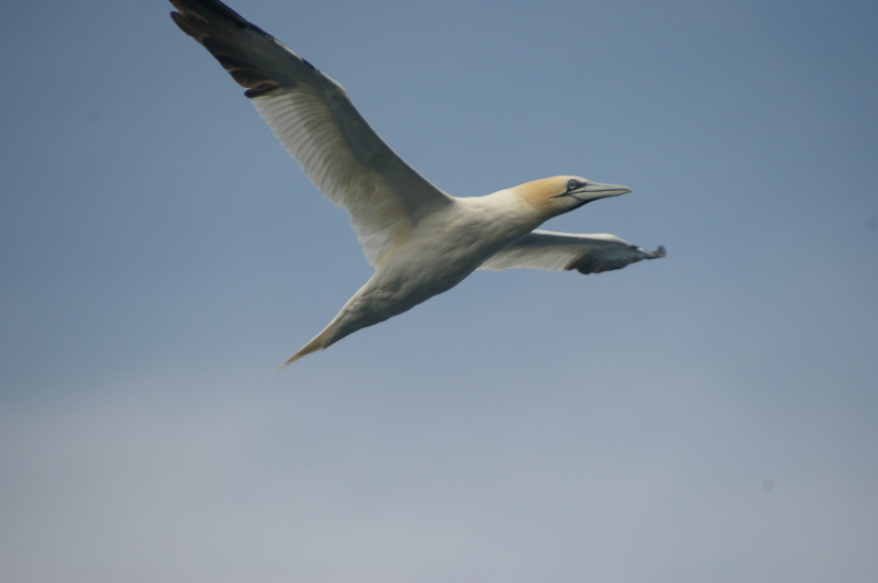 Réserve Naturelle des Sept-Îles, August 2010 (18/52) (Image 18/52)