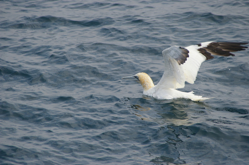 Réserve Naturelle des Sept-Îles, August 2010 (20/52) (Image 20/52)