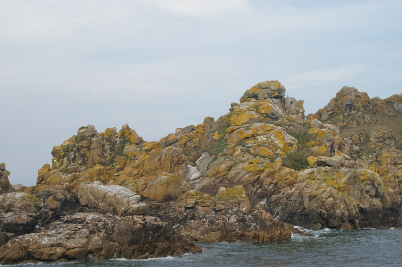 Réserve Naturelle des Sept-Îles, August 2010 (32/52) (Image 32/52)