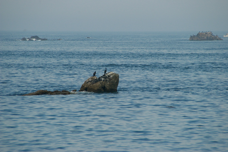 Réserve Naturelle des Sept-Îles, August 2010 (33/52) (Image 33/52)