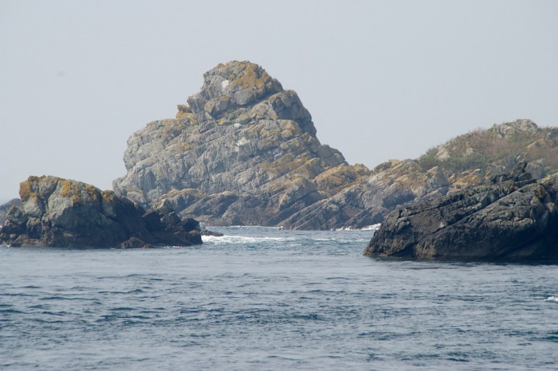 Réserve Naturelle des Sept-Îles, August 2010 (38/52) (Image 38/52)