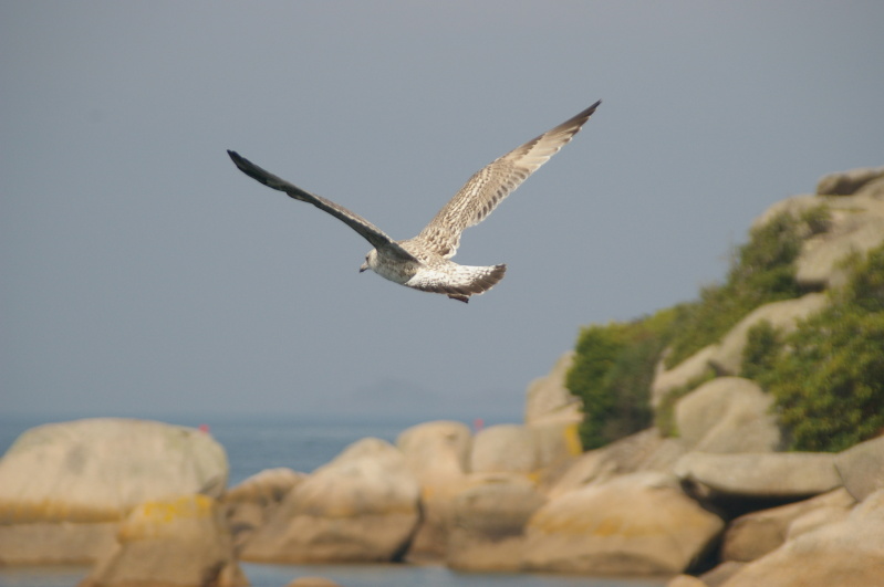 Réserve Naturelle des Sept-Îles, August 2010 (40/52) (Image 40/52)