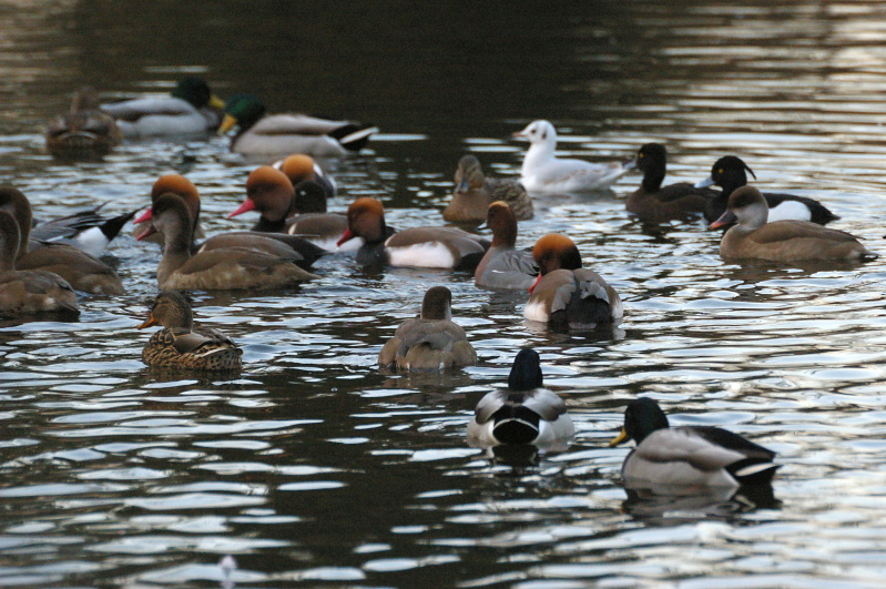 Tiergarten Heidelberg 1 (9/25) (Image 9/25)