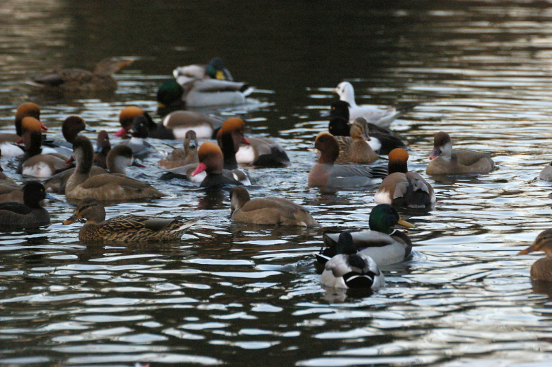 Tiergarten Heidelberg 1 (10/25) (Image 10/25)