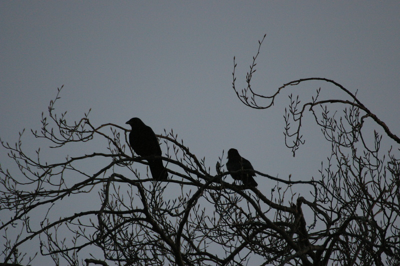 Tiergarten Heidelberg 1 (14/25) (Image 14/25)