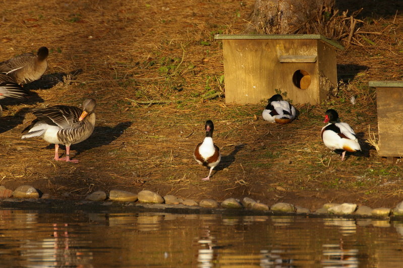 Tiergarten Heidelberg 2 (3/33) (Image 3/33)