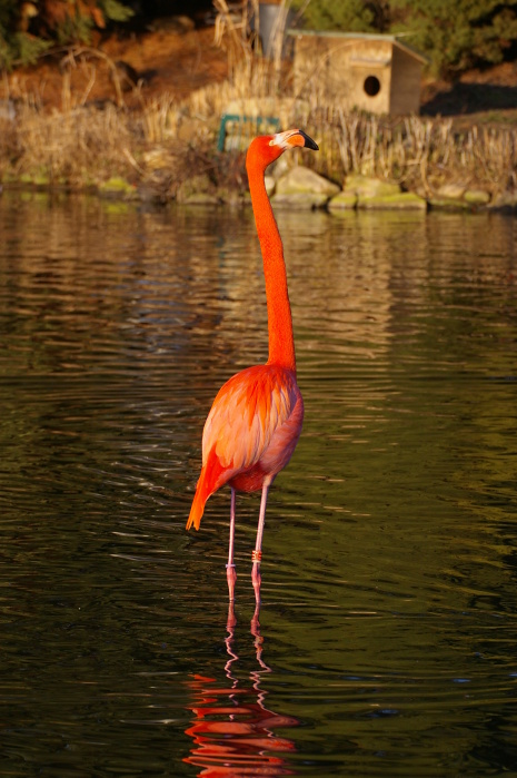 Tiergarten Heidelberg 2 (5/33) (Image 5/33)