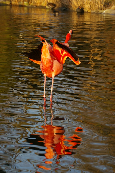 Tiergarten Heidelberg 2 (7/33) (Image 7/33)