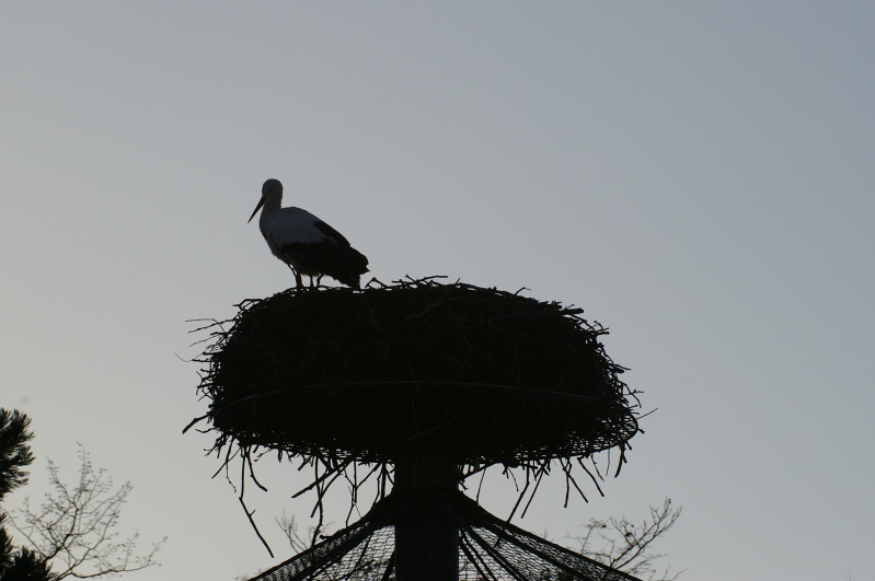 Tiergarten Heidelberg 2 (32/33) (Image 32/33)