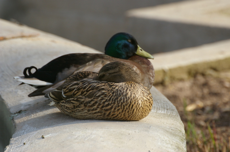 Tiergarten Heidelberg 3 (3/68) (Image 3/68)