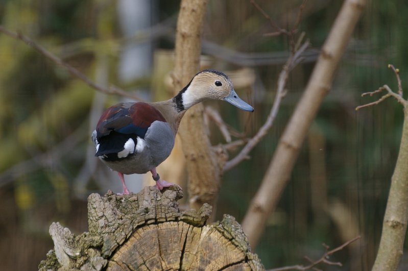 Tiergarten Heidelberg 3 (29/68) (Image 29/68)