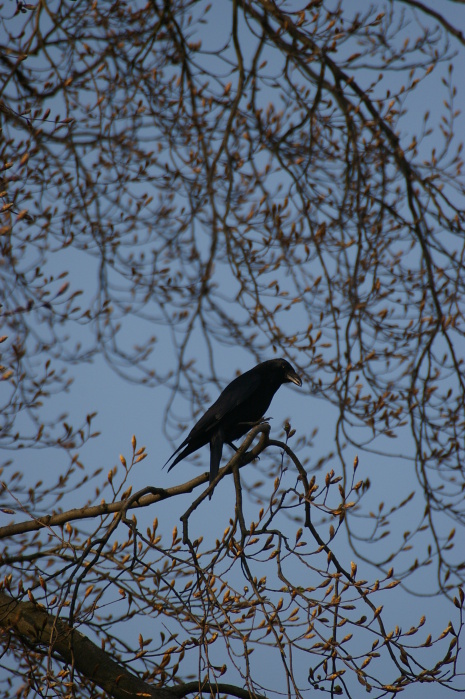 Tiergarten Heidelberg 3 (52/68) (Image 52/68)