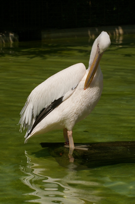 Tiergarten Heidelberg 4 (4/40) (Image 4/40)