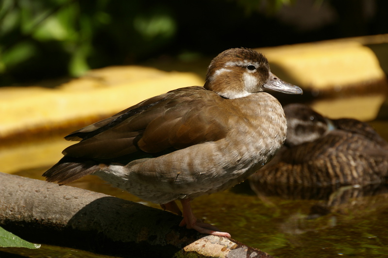 Tiergarten Heidelberg 4 (6/40) (Image 6/40)