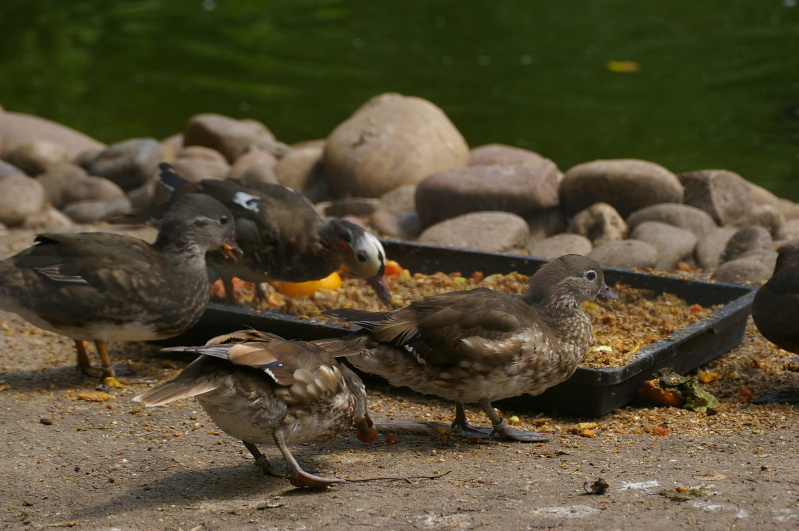 Tiergarten Heidelberg 4 (12/40) (Image 12/40)