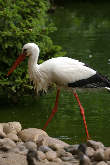 Tiergarten Heidelberg 4 (13/40) (Image 13/40)