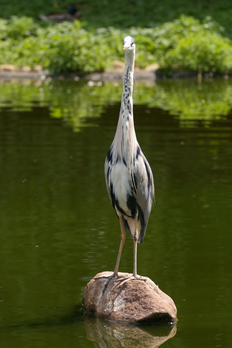 Tiergarten Heidelberg 4 (14/40) (Image 14/40)