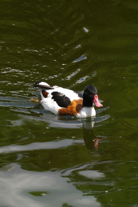 Tiergarten Heidelberg 4 (15/40) (Image 15/40)