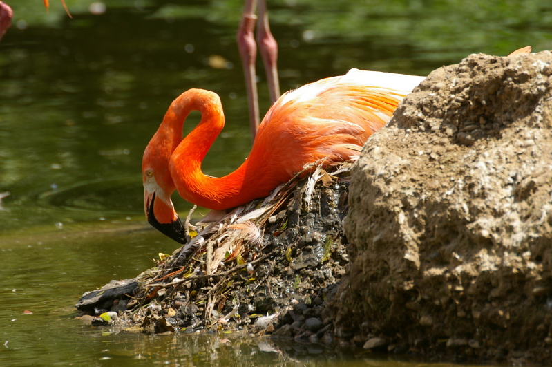 Tiergarten Heidelberg 4 (17/40) (Image 17/40)