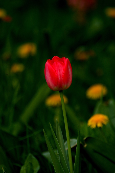 Tiergarten Heidelberg, 17. April 2011 (12/32) (Image 12/32)