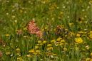 Tiergarten Heidelberg, 17. April 2011: 800x531, 512BB