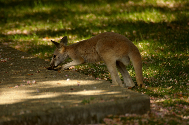 Tiergarten Heidelberg, 30. April 2011 (16/17) (Image 16/17)