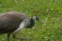 Tiergarten Heidelberg, 30. April 2011: 800x531, 512BB